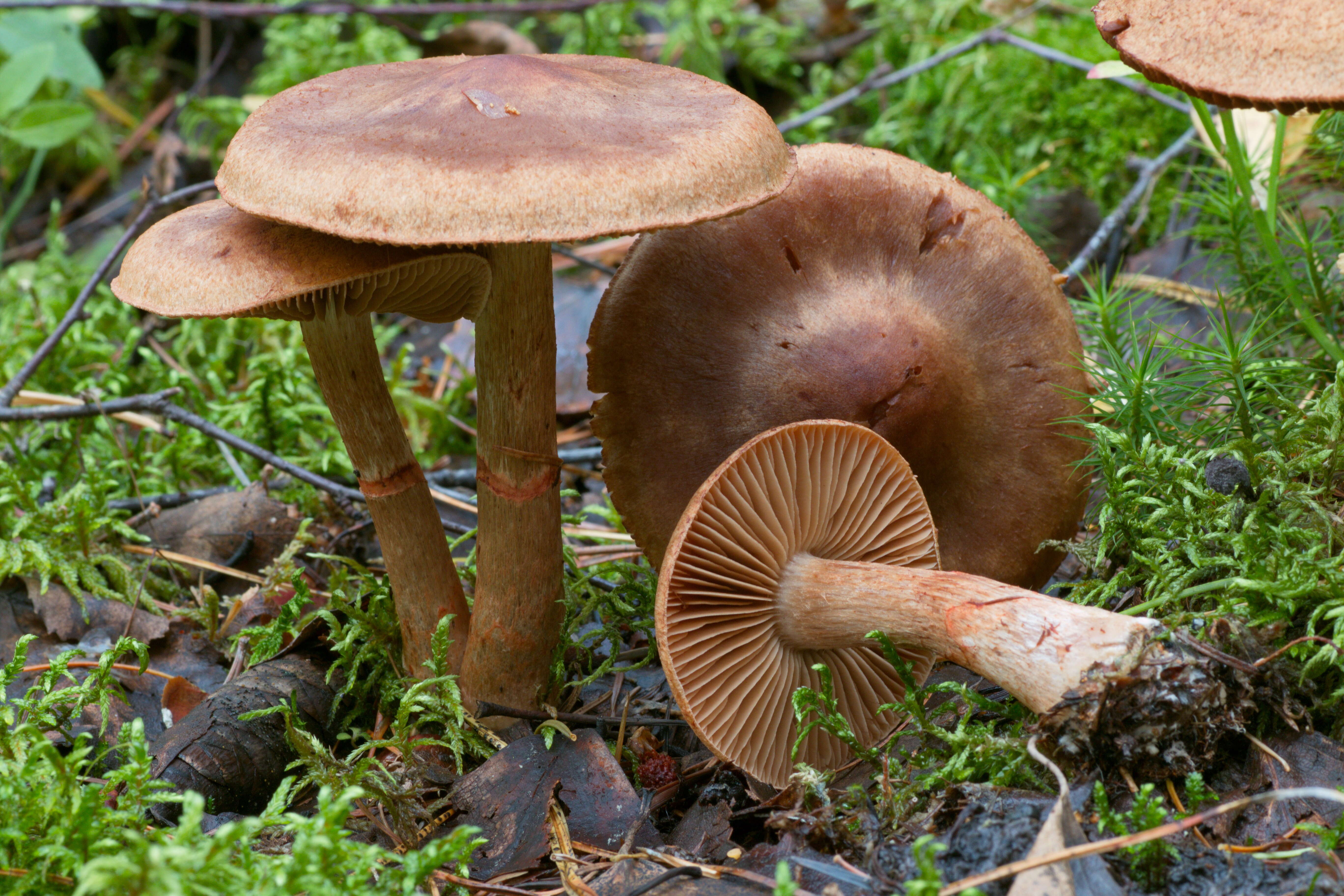 Image of Cortinarius armillatus (Fr.) Fr. 1838