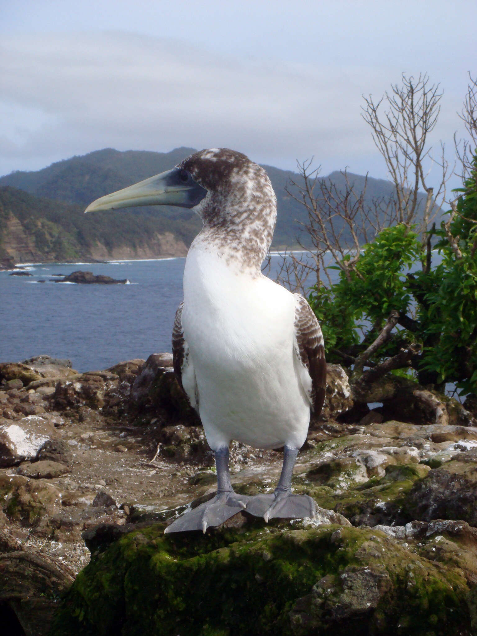 Image of Sula dactylatra tasmani Van Tets, Meredith, Fullagar, Davidson & P 1988