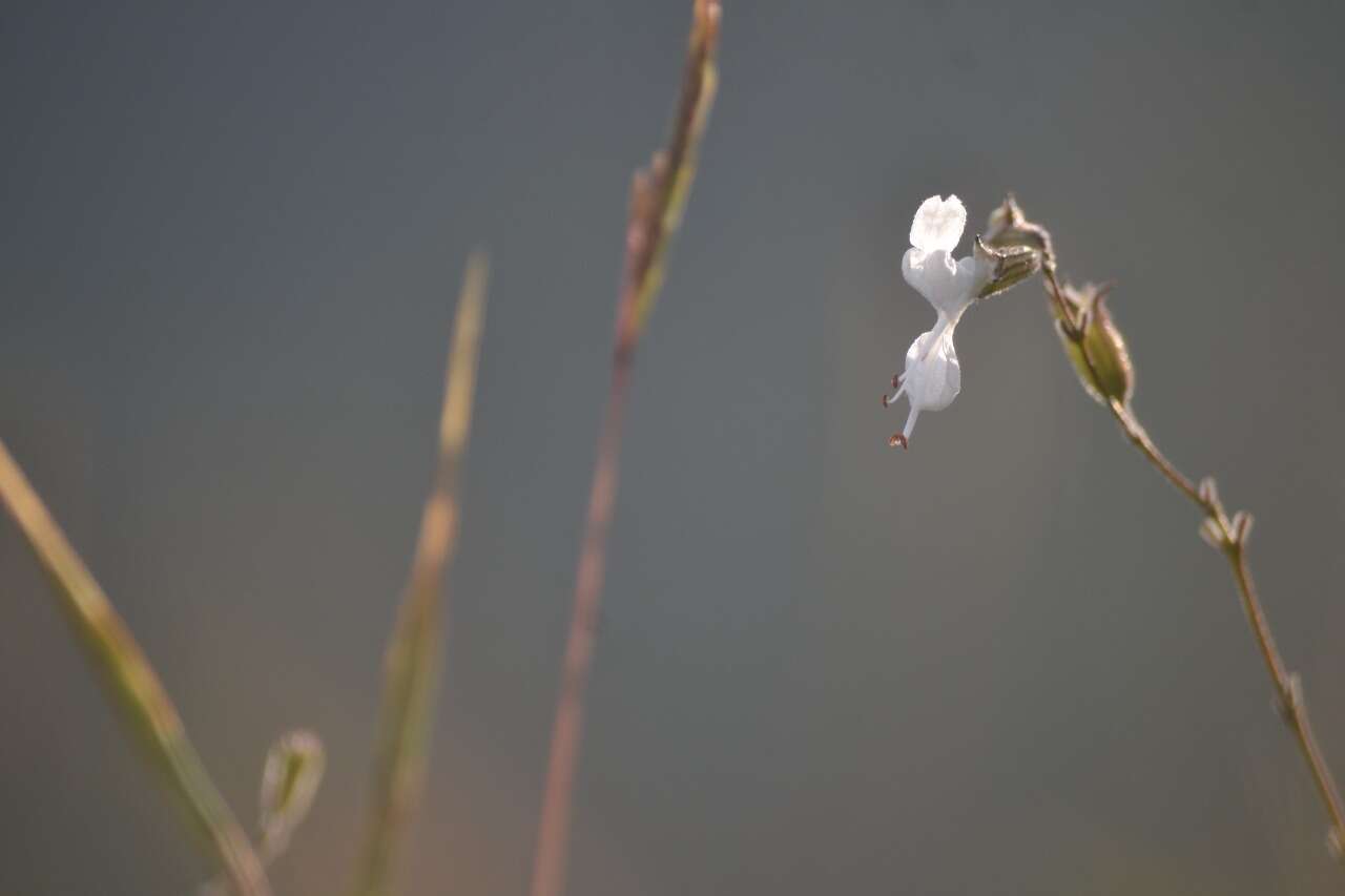 Image de Syncolostemon parviflorus E. Mey. ex Benth.