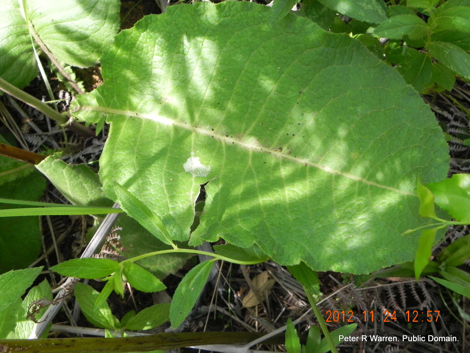 Image of Berkheya speciosa (DC.) O. Hoffm.