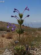 Image of Nepeta glomerata Montbret & Aucher ex Benth.