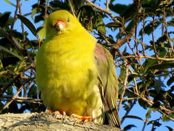 صورة Treron calvus schalowi Reichenow 1880