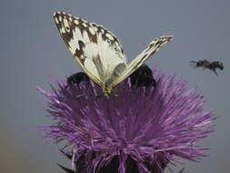 Imagem de Melanargia titea Klug 1832