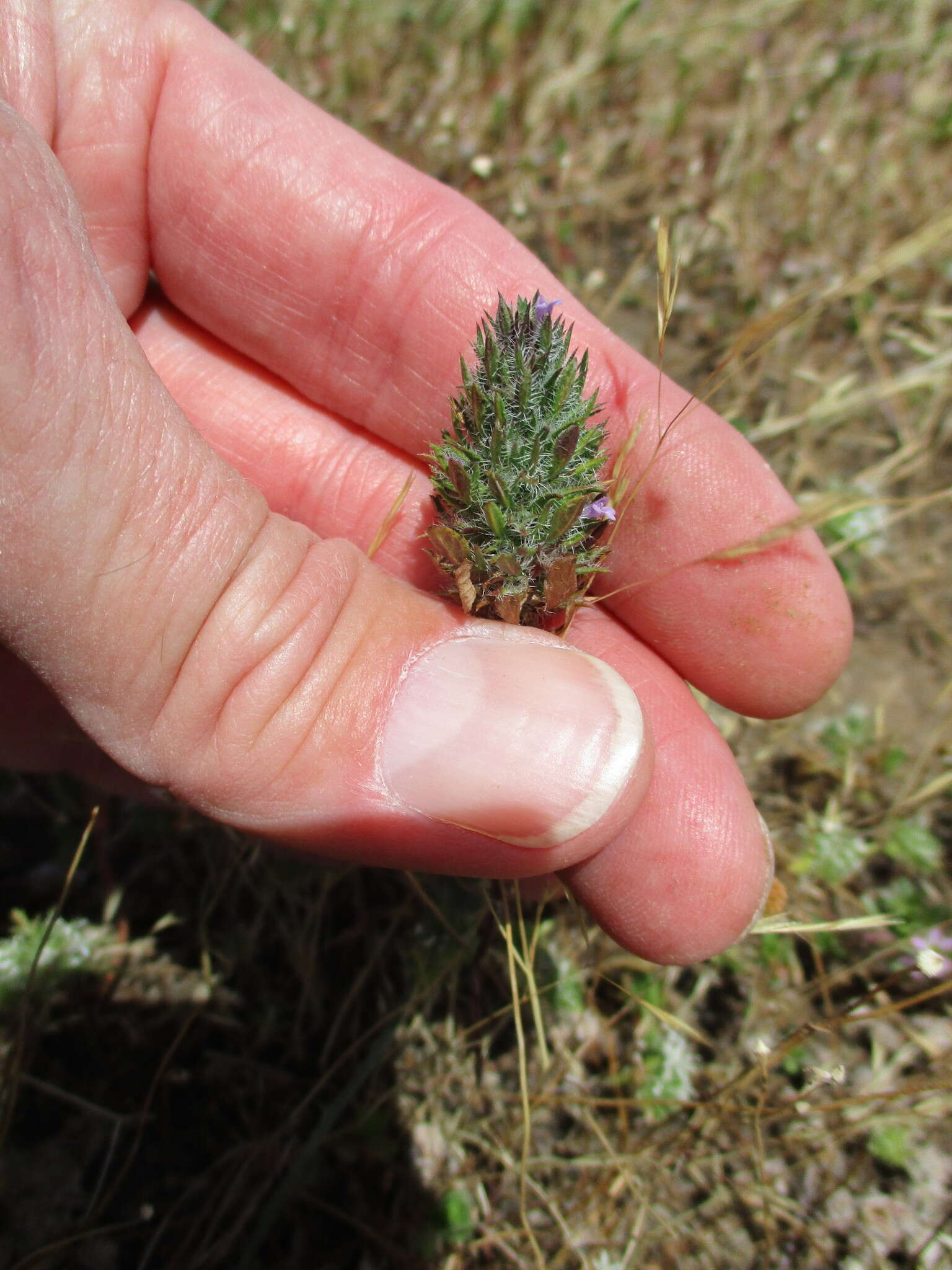 Image of Pogogyne zizyphoroides Benth.