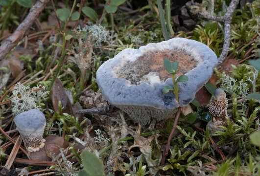 Image de Hydnellum caeruleum (Hornem.) P. Karst. 1879