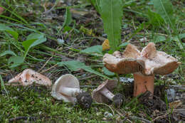 Imagem de Inocybe erubescens A. Blytt 1905