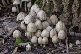 Coprinopsis atramentaria (Bull.) Redhead, Vilgalys & Moncalvo 2001 resmi