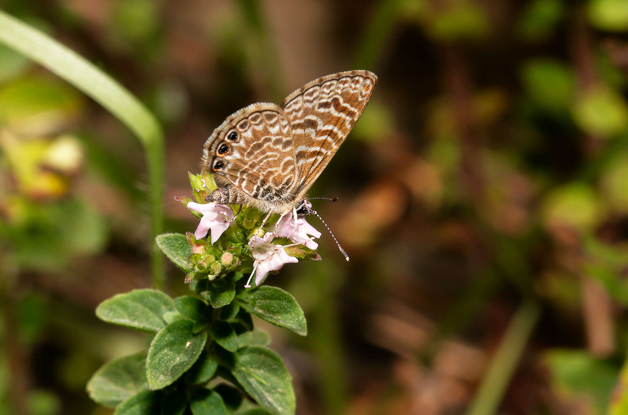 Image of Leptotes trigemmatus (Butler 1881)