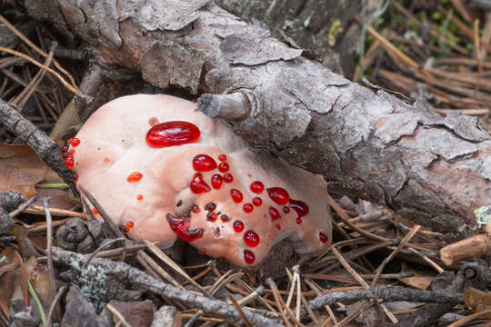 Image of Hydnellum peckii Banker 1912