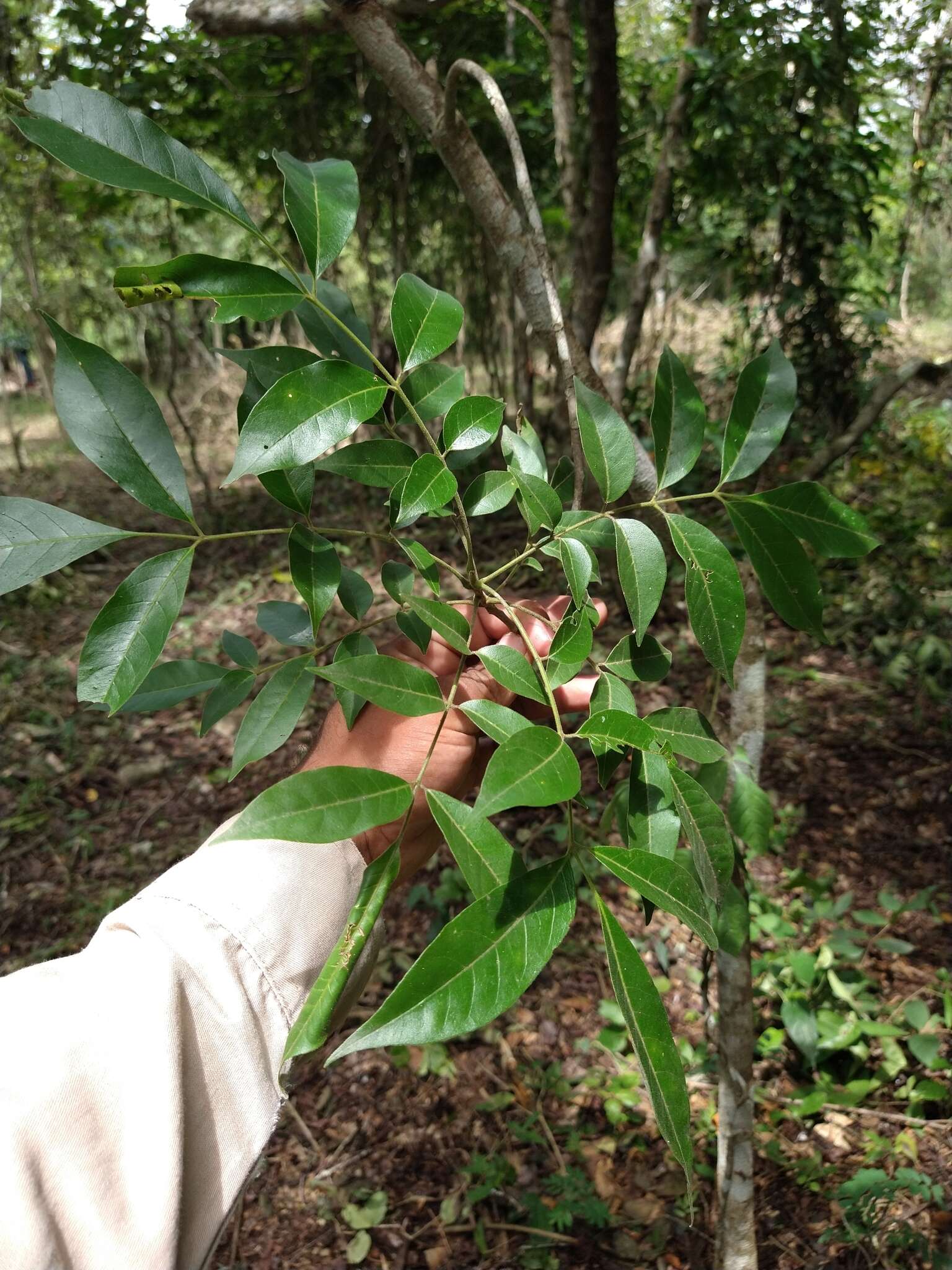 Plancia ëd Trichilia glabra L.