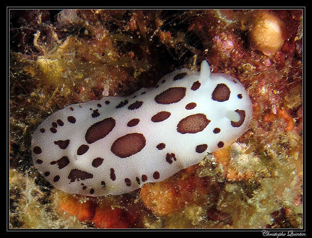 Plancia ëd Peltodoris atromaculata Bergh 1880