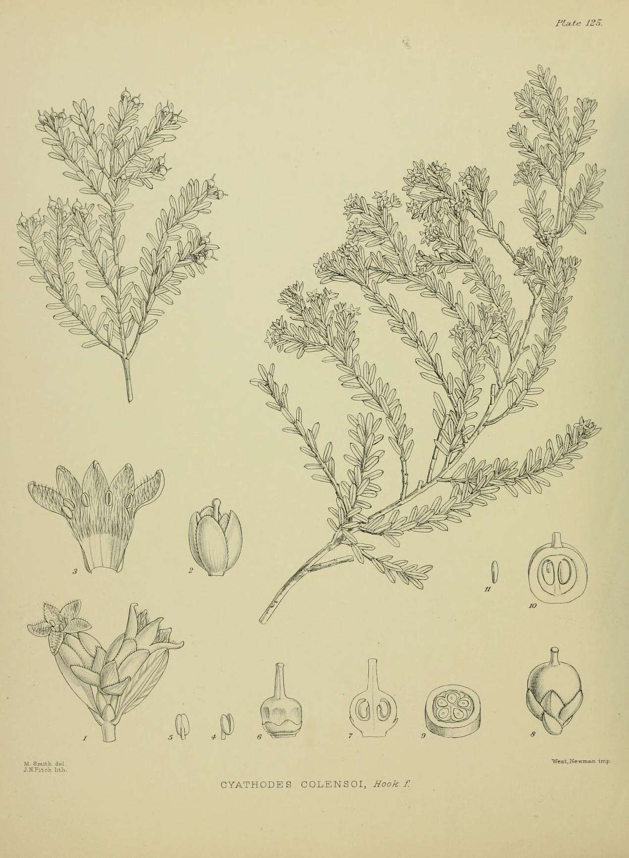 Image of Acrothamnus colensoi (Hook. fil.) Quinn