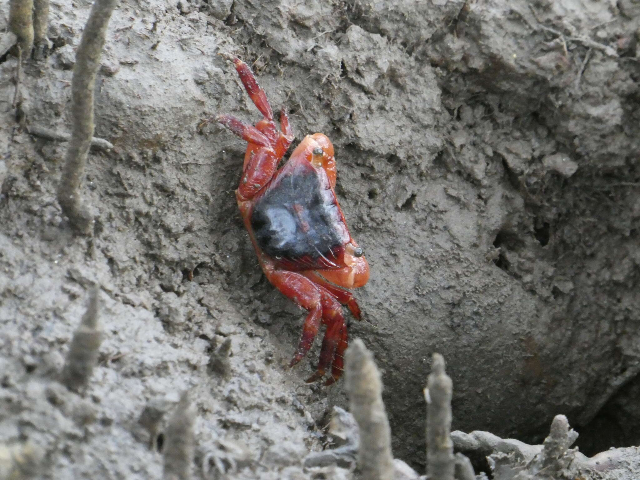 Metopograpsus latifrons (White 1847) resmi