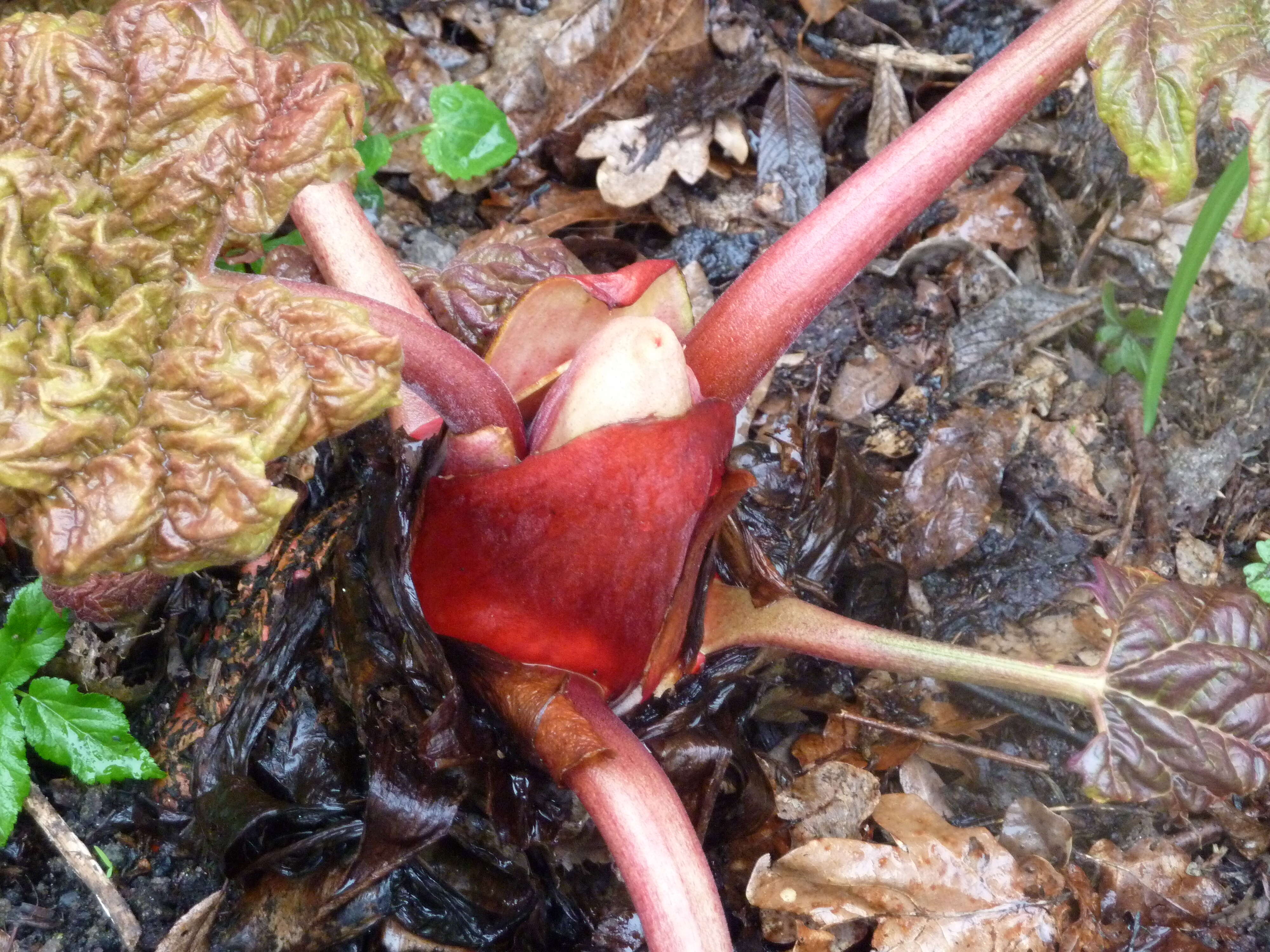 Image of Chinese Rhubarb