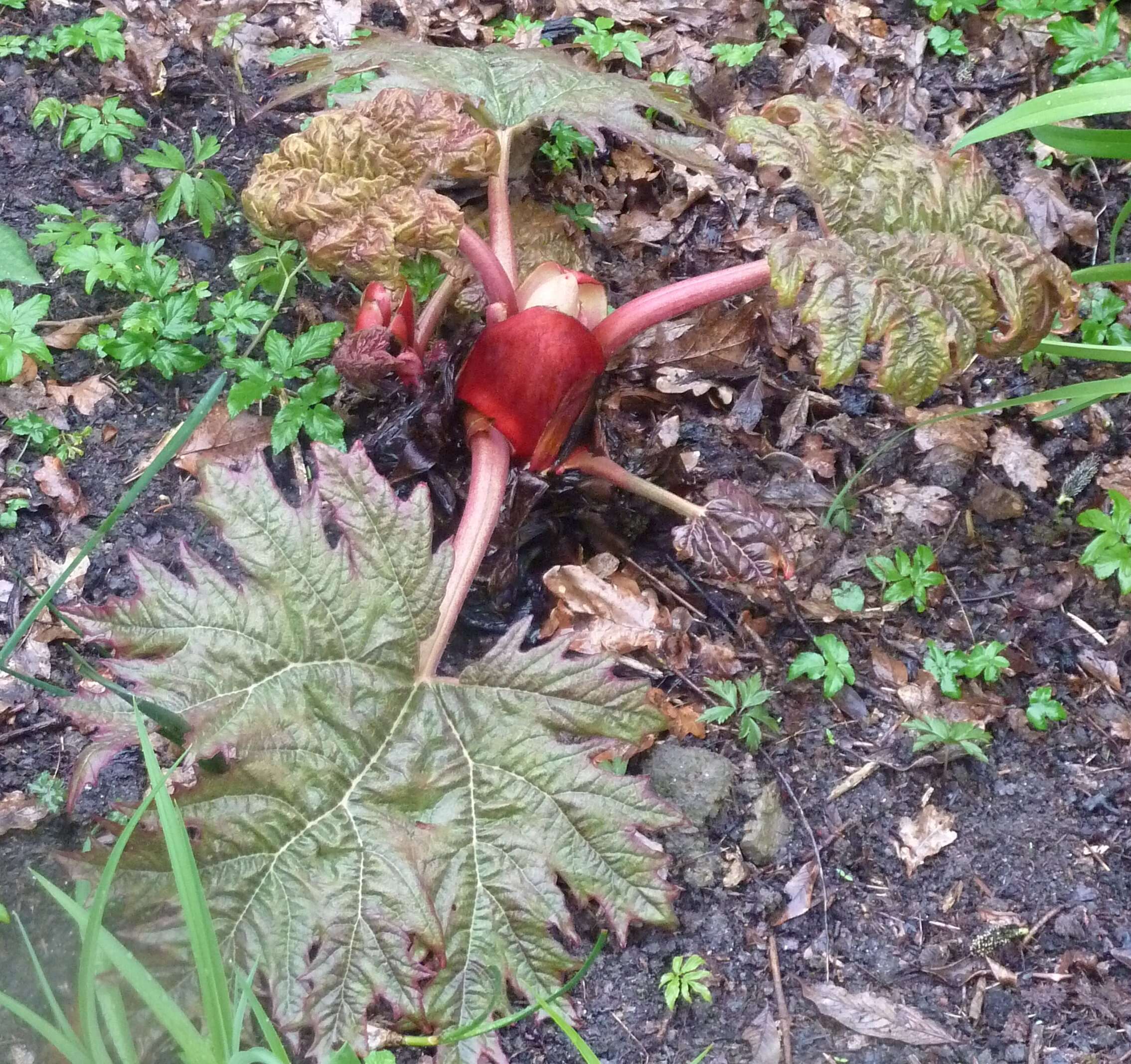 Image of Chinese Rhubarb