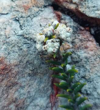 Image of Phylica rogersii Pillans