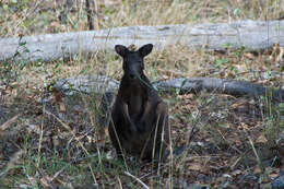 Imagem de Macropus bernardus W. Rothschild 1904