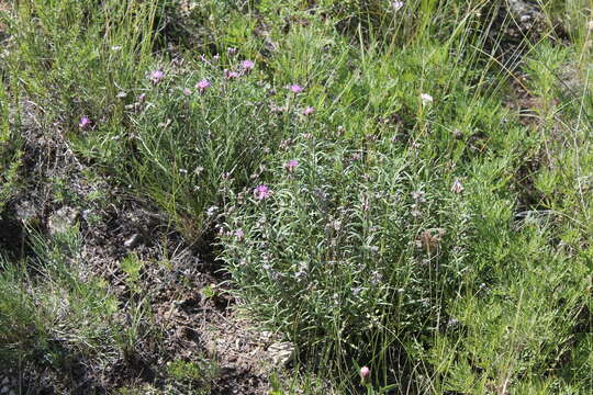 Image of Saussurea salicifolia (L.) DC.