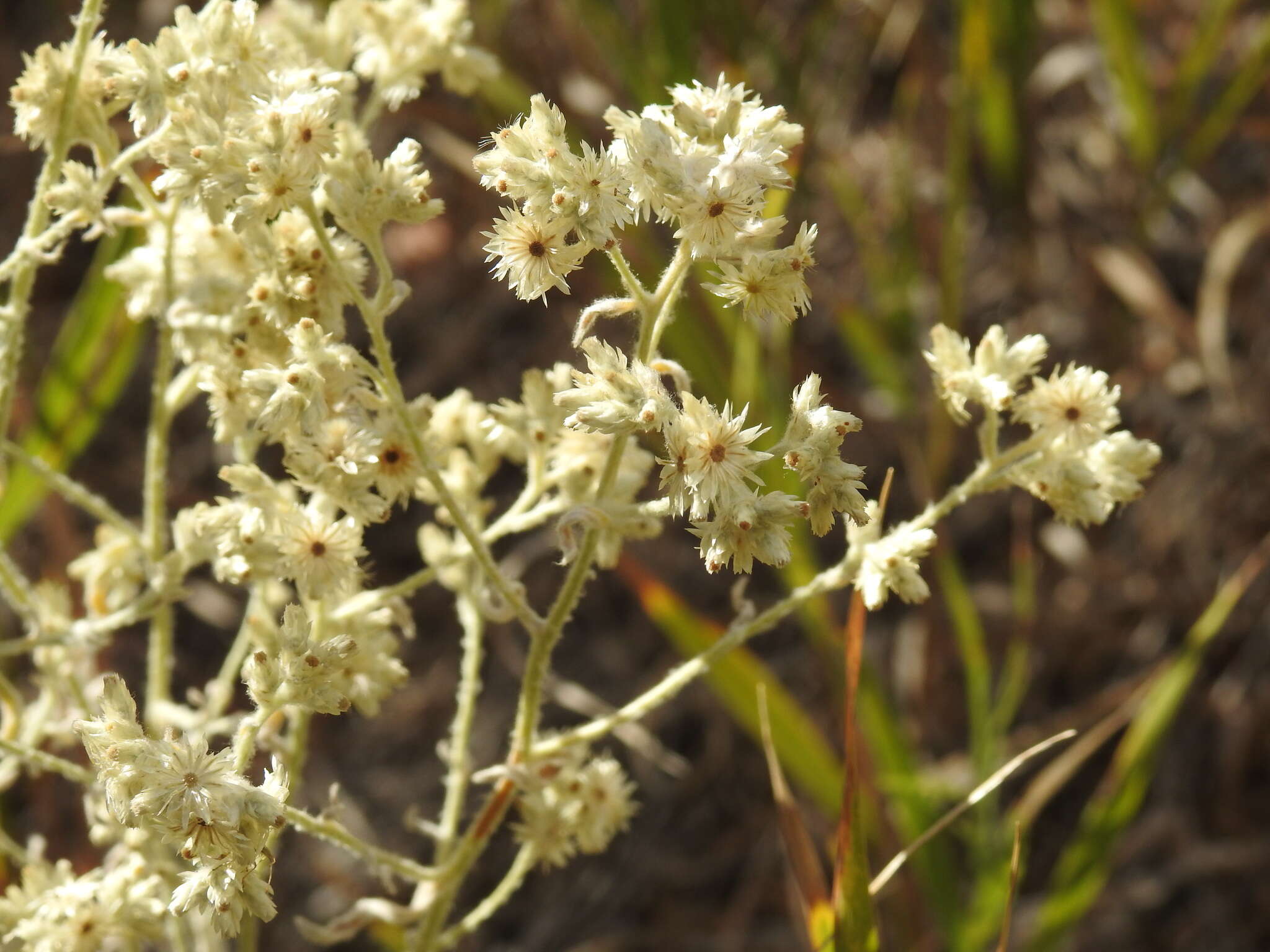 Слика од Pseudognaphalium canescens (DC.) A. A. Anderberg