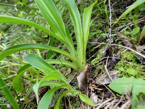 Image of Arthropodium cirratum (G. Forst.) R. Br.