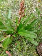 Rumex arcticus Trautv.的圖片