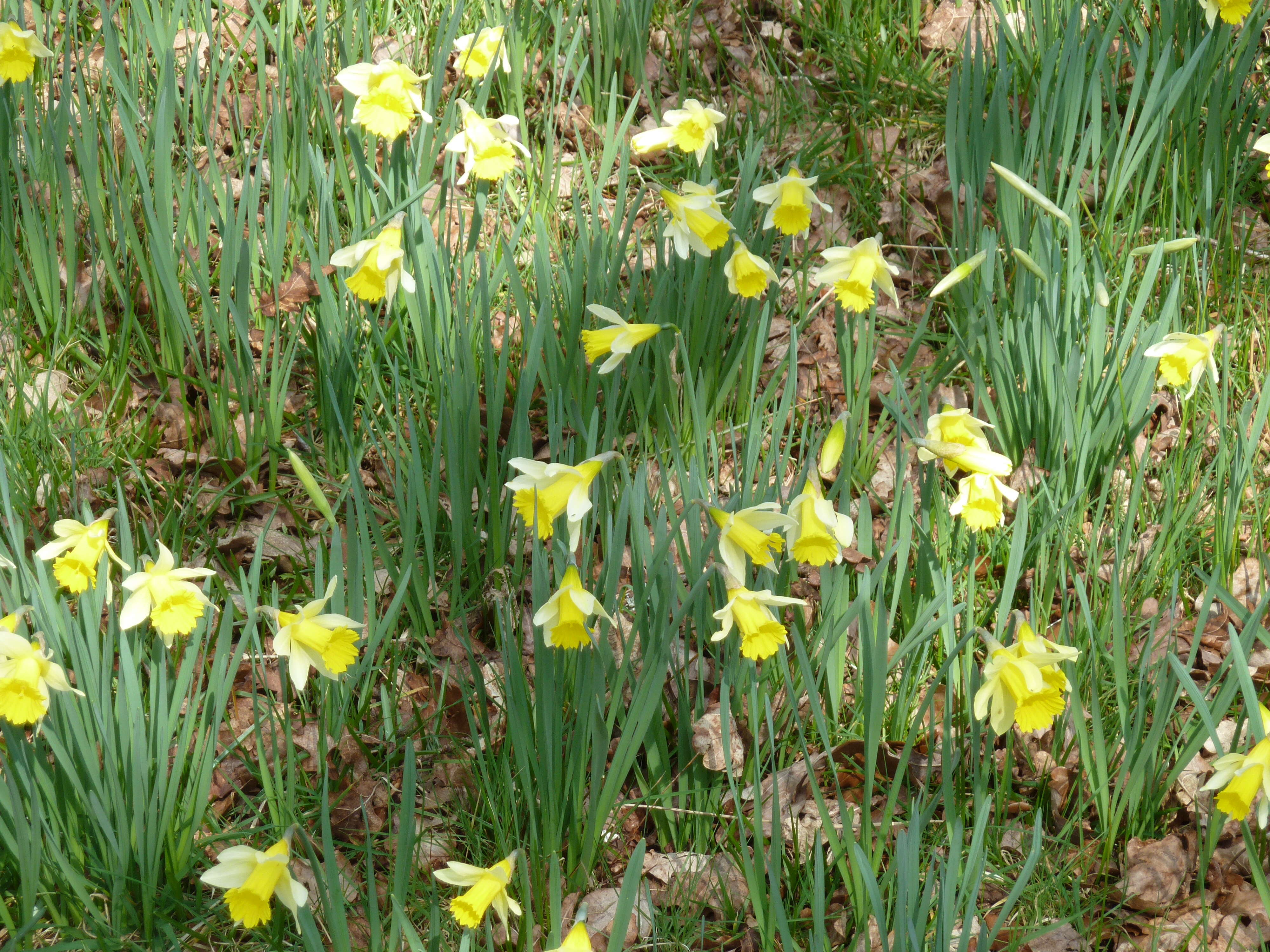 Image of daffodil