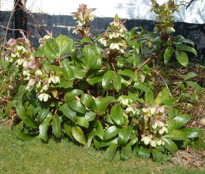 Image of Corsican hellebore