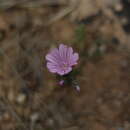 Image of Malva trifida Cav.