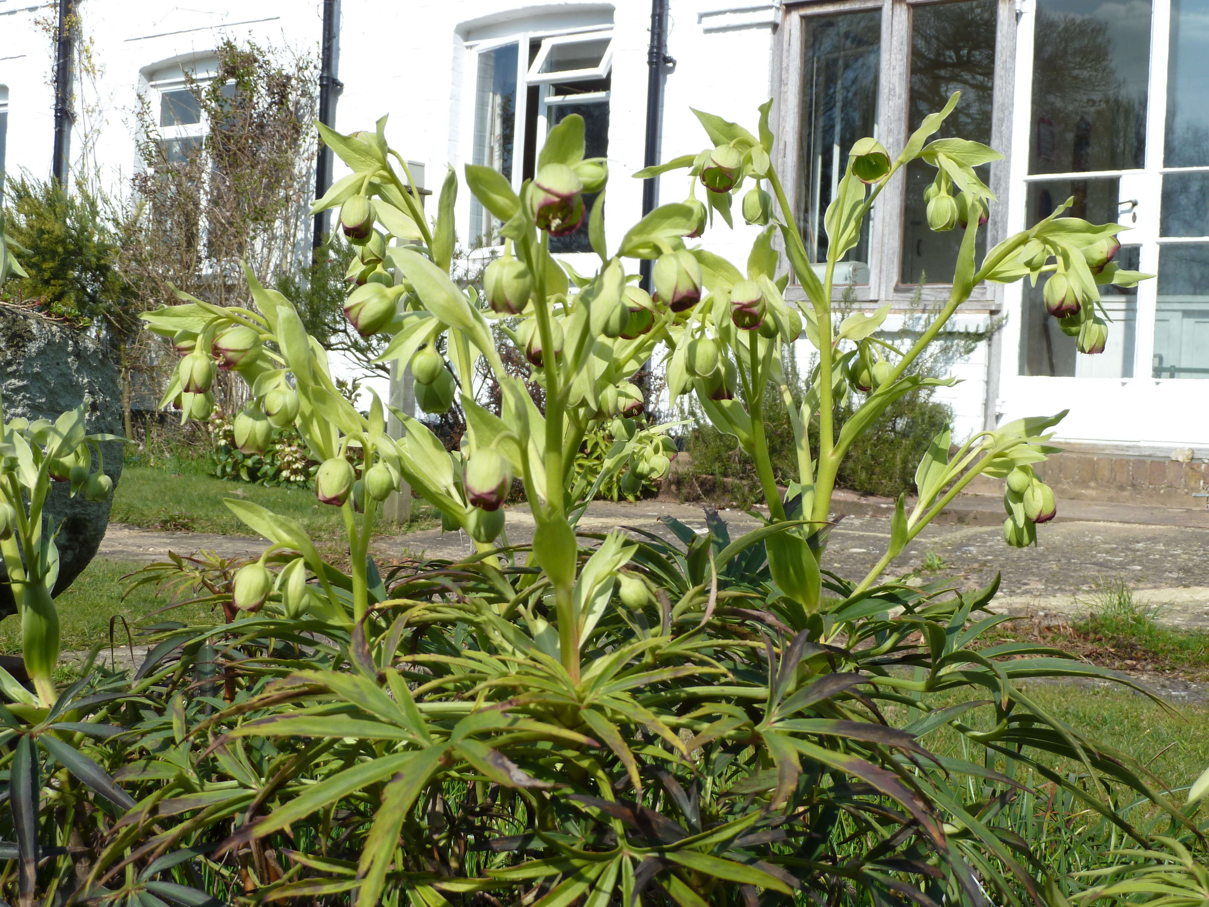 Image of Stinking Hellebore