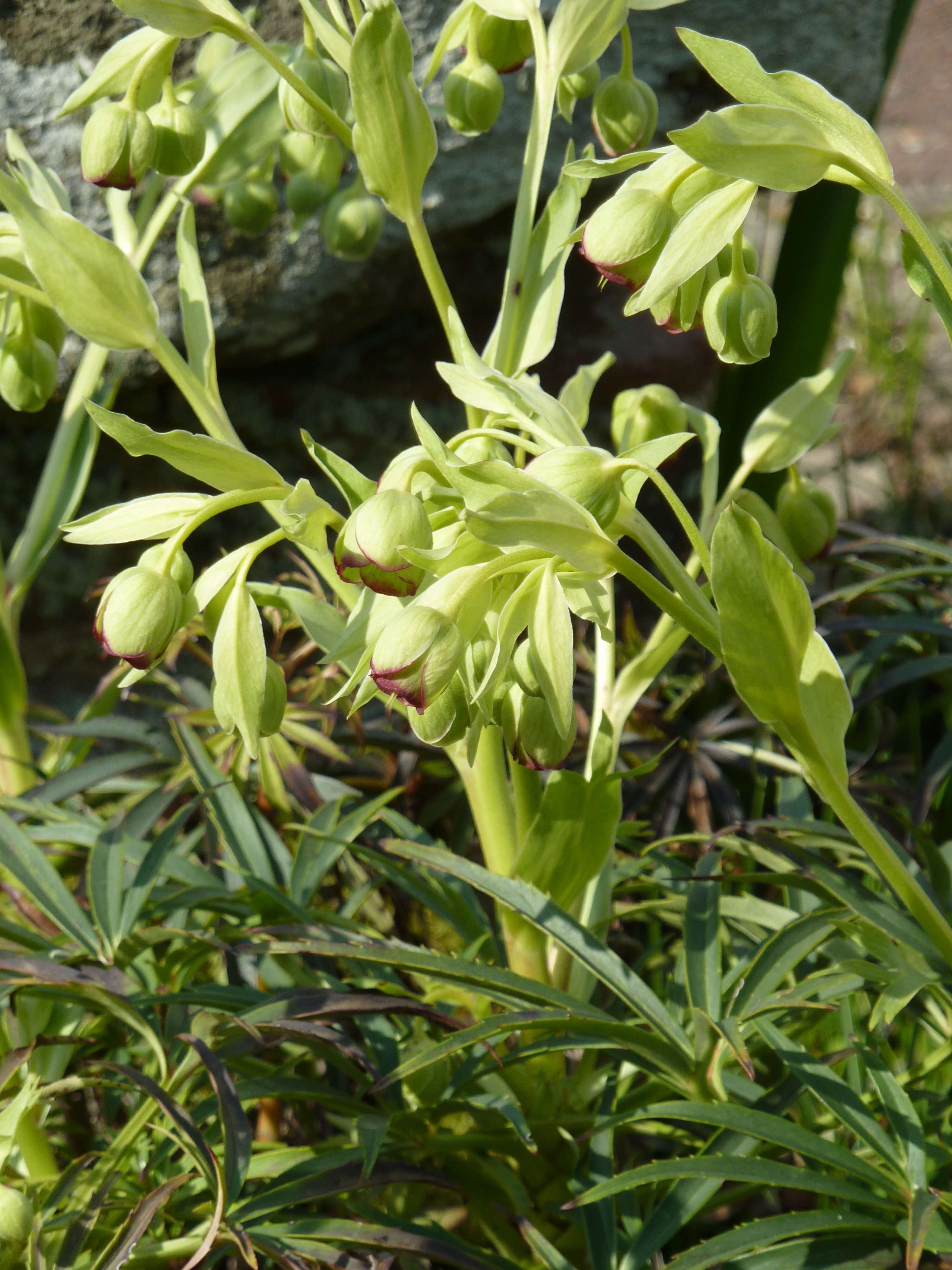 Image of Stinking Hellebore