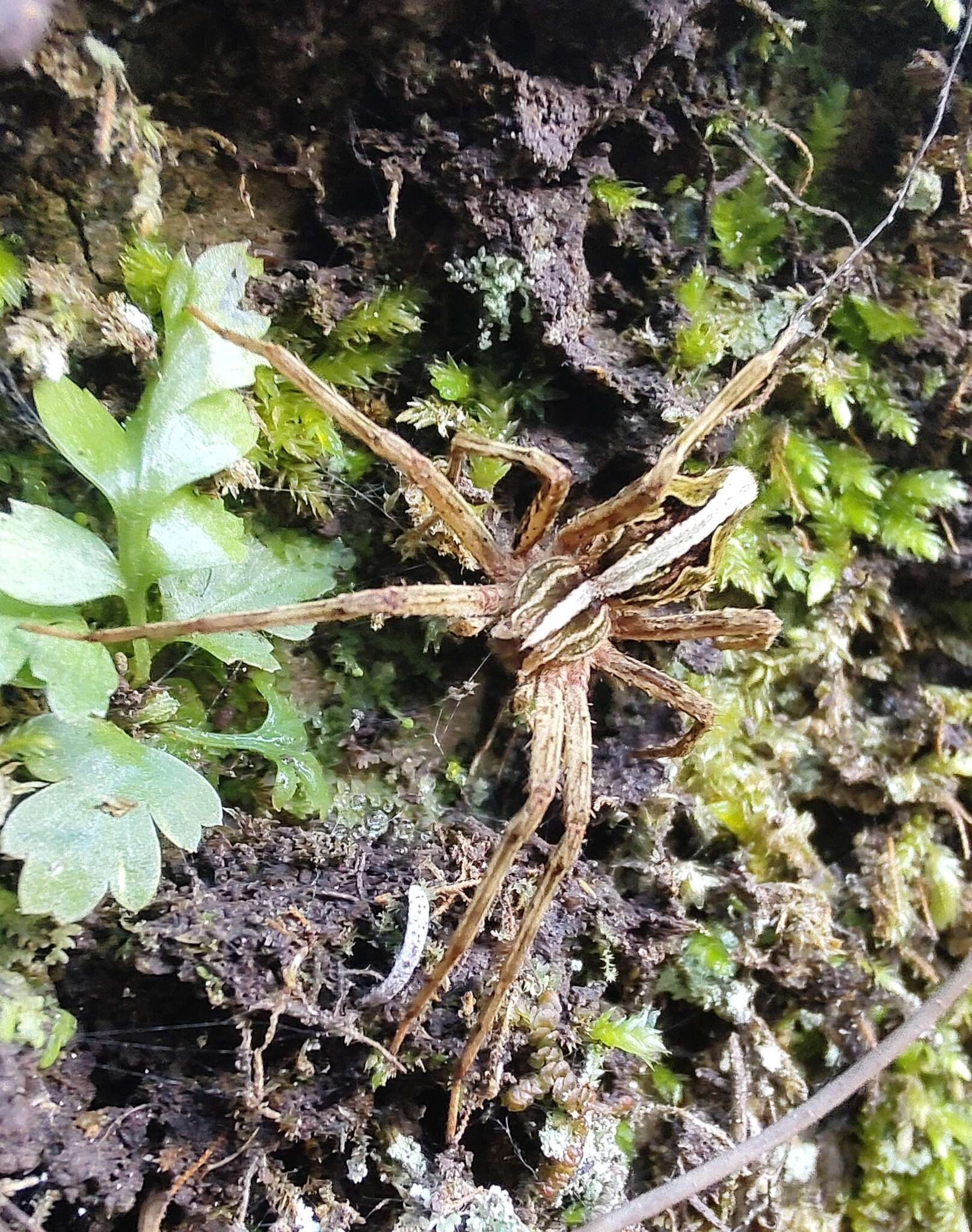 Слика од Cladycnis insignis (Lucas 1838)