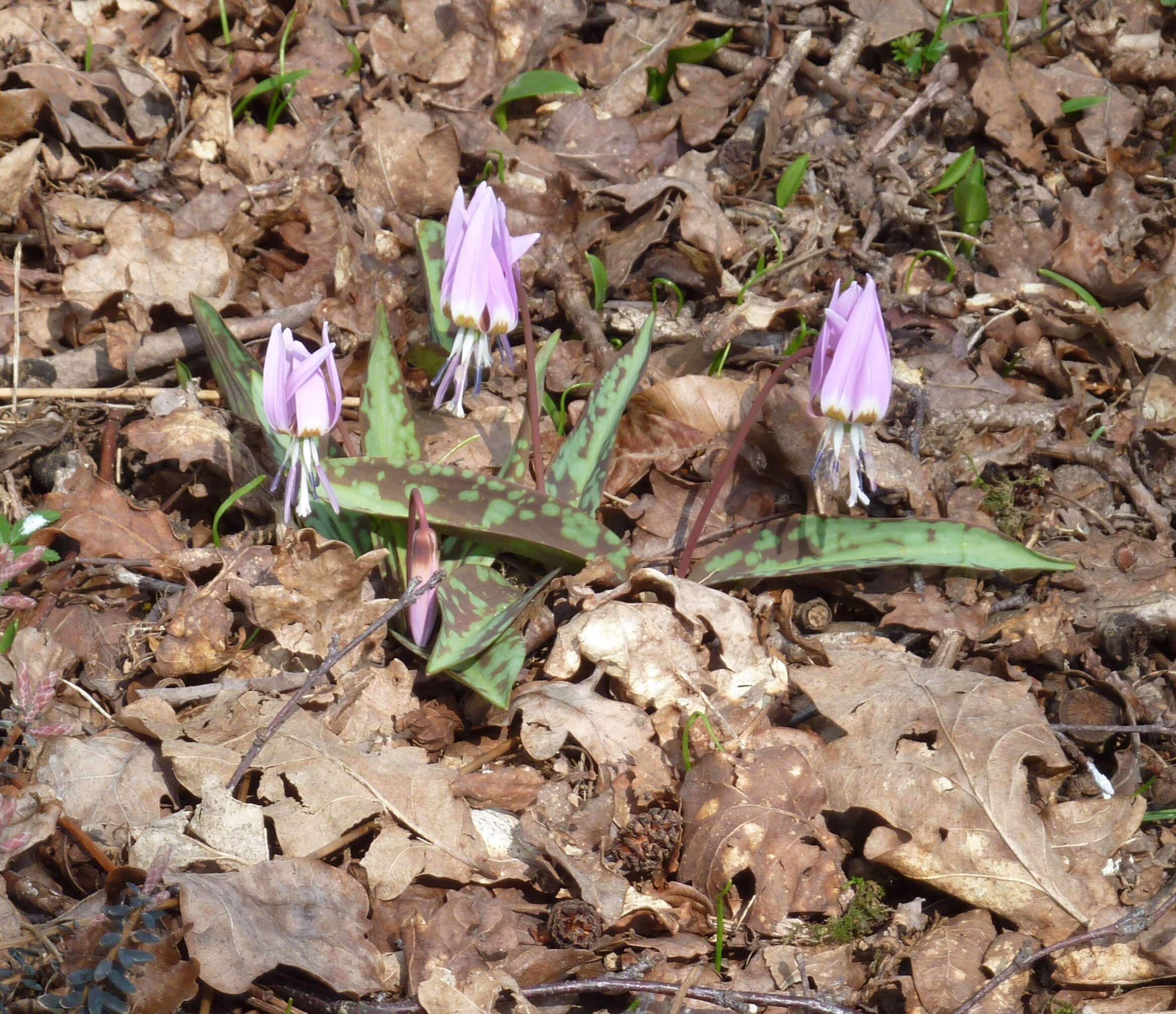 Image of Dog tooth lily