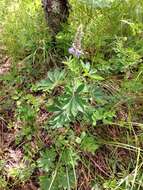 Image of broadleaf lupine