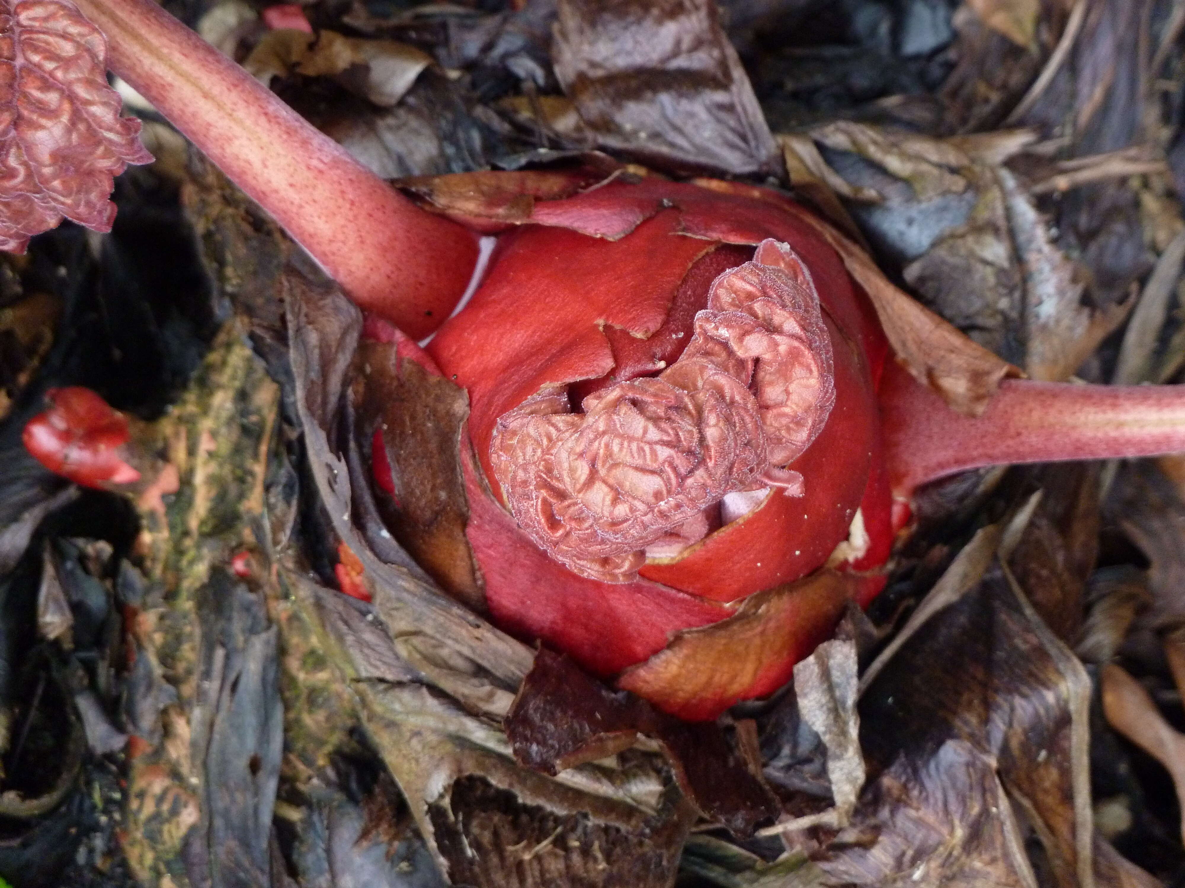 Image of Chinese Rhubarb