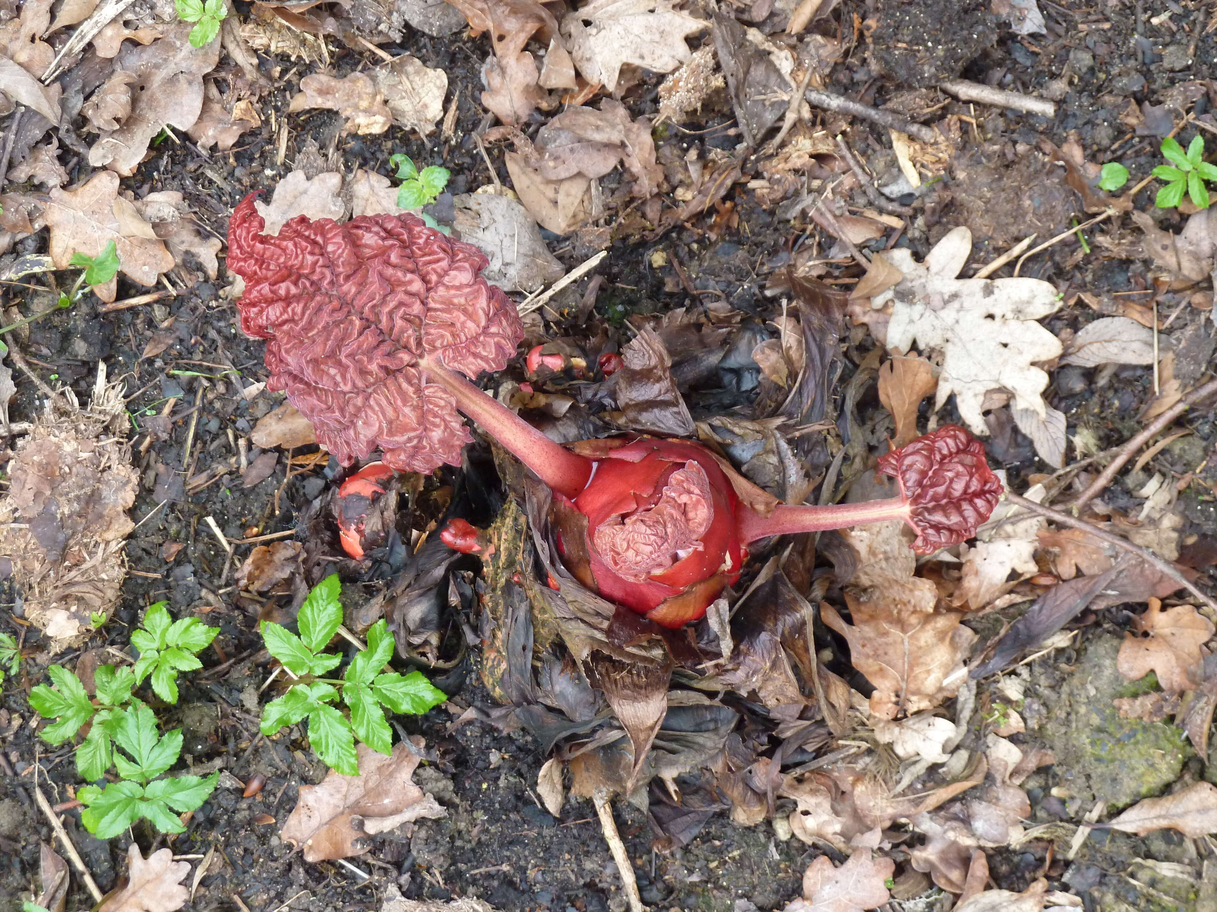 Image of Chinese Rhubarb