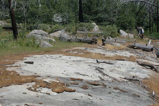 Image of Yosemite tarweed