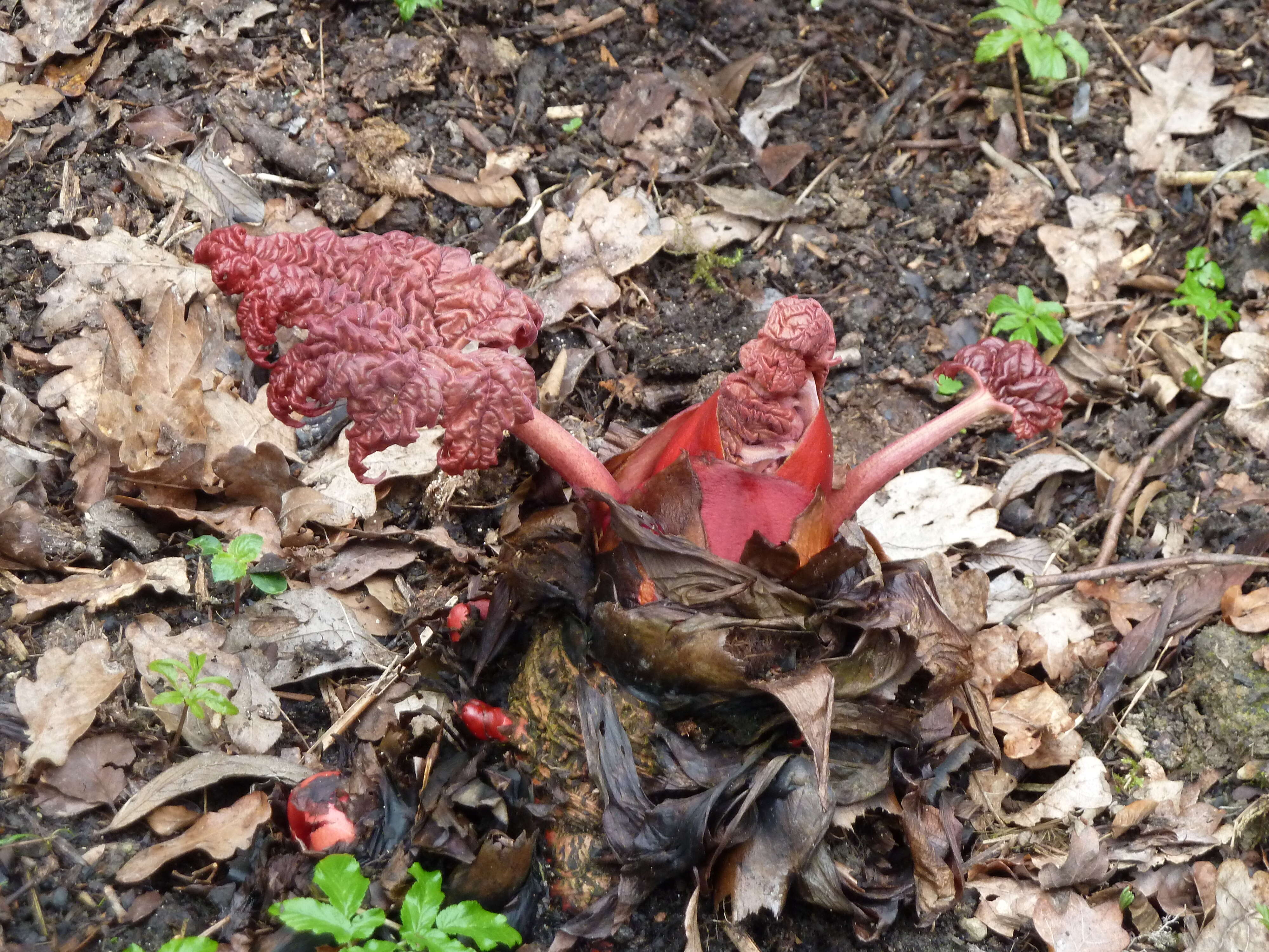 Image of Chinese Rhubarb