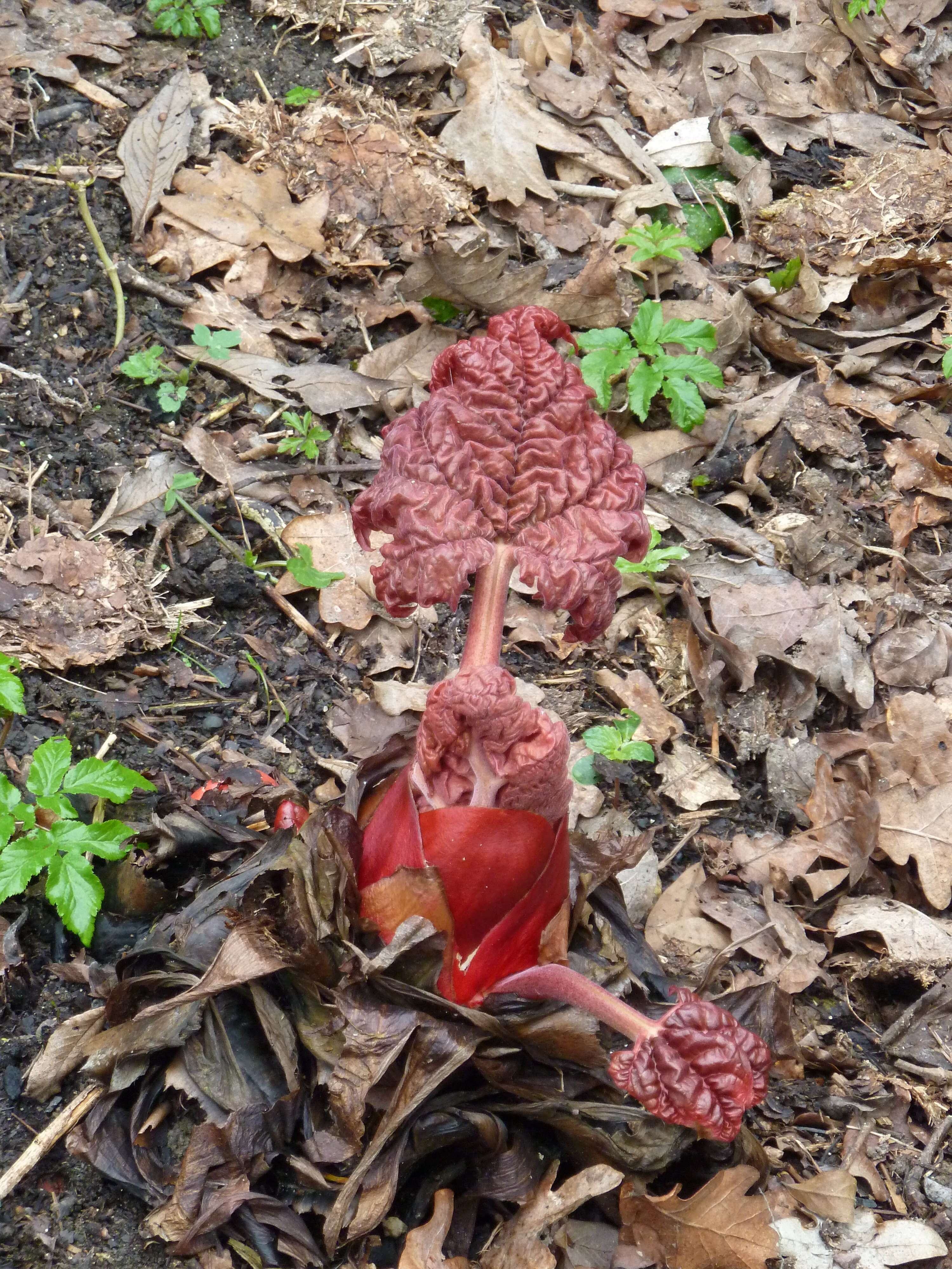 Image of Chinese Rhubarb