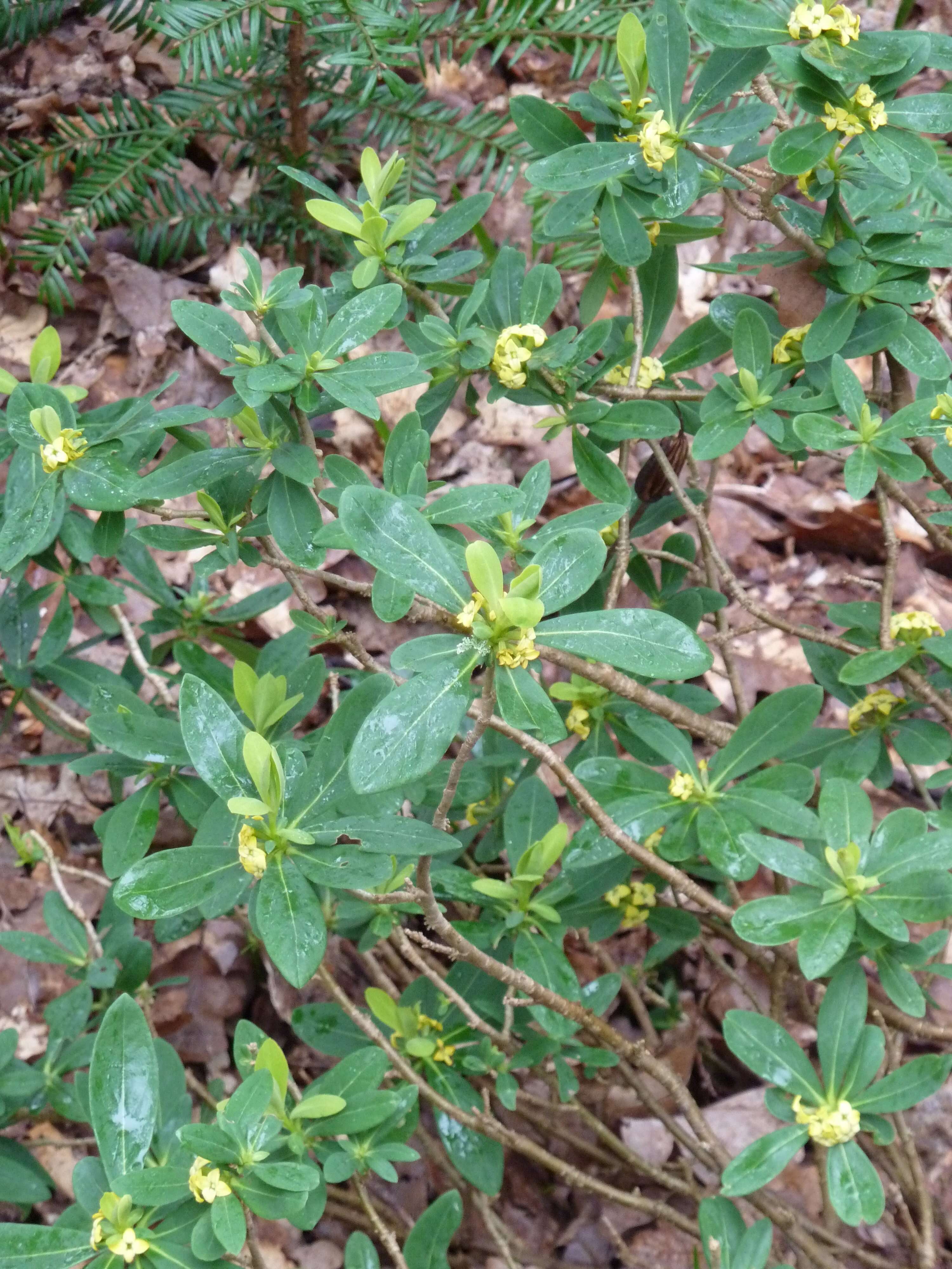 Image of Daphne jezoensis Maxim.