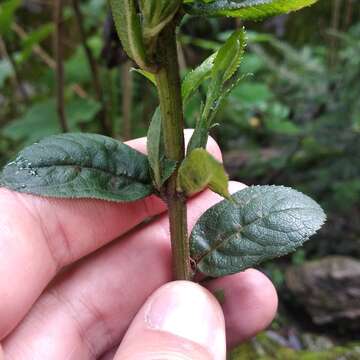 Plancia ëd Baccharis multiflora Kunth