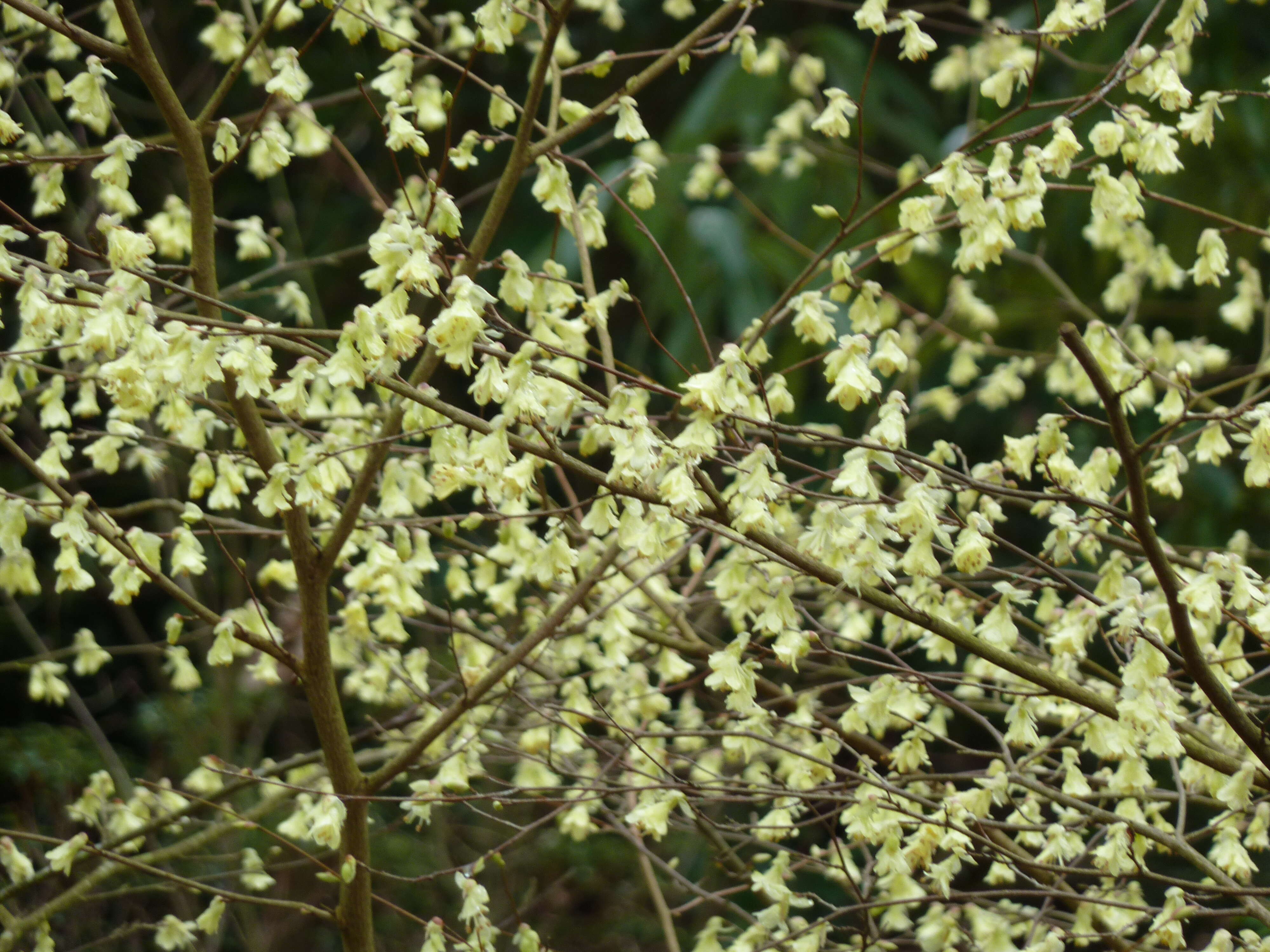 Image of Buttercup winter-hazel