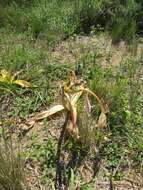 Image of Candy-striped crinum