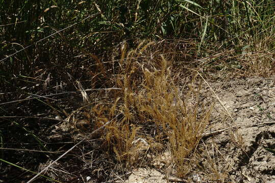 Image of crinkleawn fescue