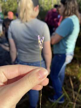 Image of northern bluethread