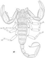 Image of Scorpiops luridus Qi, Zhu & Lourenço 2005