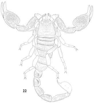 Image of Scorpiops langxian Qi, Zhu & Lourenço 2005