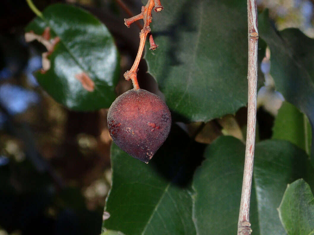 Image de Prunus ilicifolia (Nutt. ex Hook. & Arn.) D. Dietr.