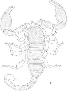 Scorpiops atomatus Qi, Zhu & Lourenço 2005 resmi