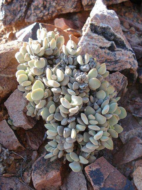 Sivun <i>Crassula <i>sericea</i></i> var. sericea kuva