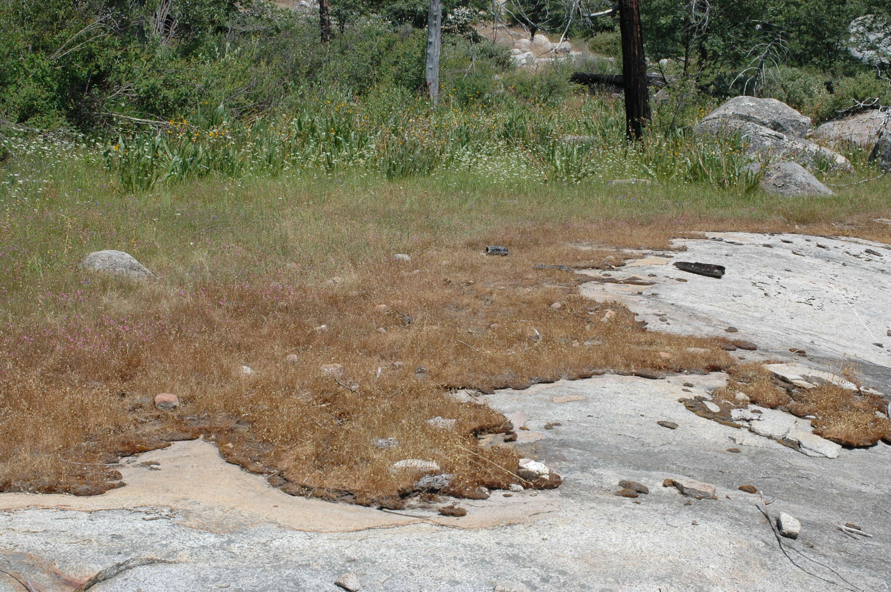 Image of Yosemite tarweed